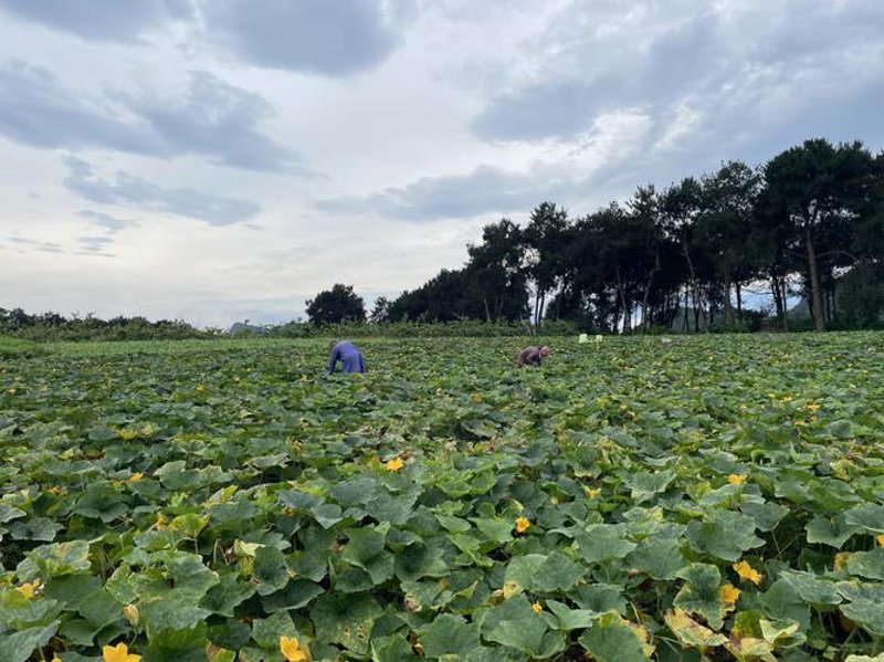 绿色种植引领未来农业方向